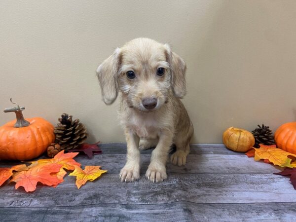 Doxie-Poo-DOG-Female-Fawn-20962-Petland Batavia, Illinois