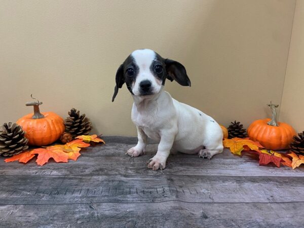 Chiweenie DOG Female White / Black 20960 Petland Batavia, Illinois