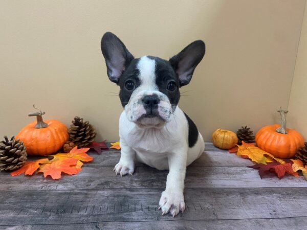 French Bulldog DOG Female Brindle Piebald,Black Mask 13043 Petland Batavia, Illinois