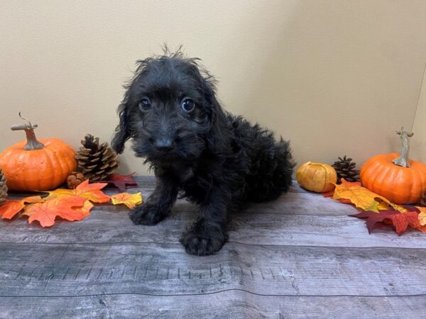 Doxie-Poo DOG Male Black 20963 Petland Batavia, Illinois