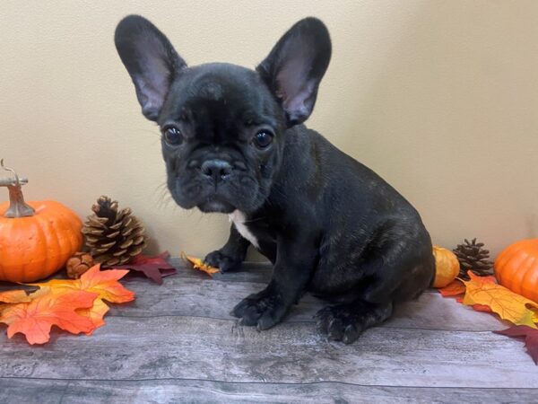 French Bulldog-DOG-Female-Black Brindle-20965-Petland Batavia, Illinois