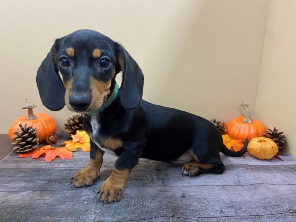 Dachshund-DOG-Female-Black / Tan-13042-Petland Batavia, Illinois