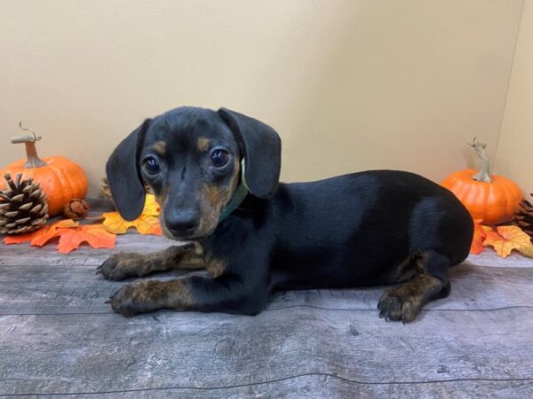 Dachshund-DOG-Female-Black / Tan-13041-Petland Batavia, Illinois