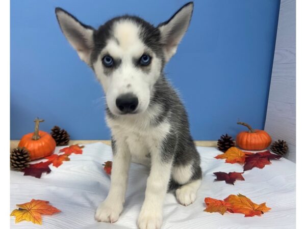 Siberian Husky DOG Male Black & White 20936 Petland Batavia, Illinois
