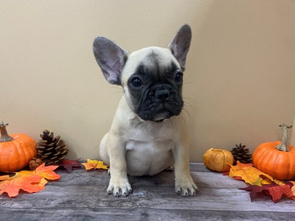 French Bulldog DOG Female Fawn, Black Mask 13021 Petland Batavia, Illinois