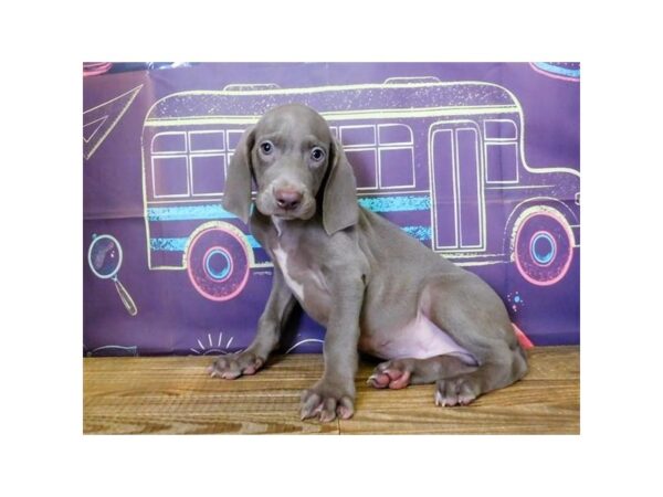 Weimaraner DOG Male Silver 21218 Petland Batavia, Illinois