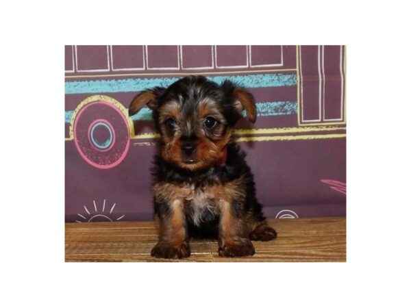 Yorkshire Terrier DOG Male Black / Tan 13027 Petland Batavia, Illinois