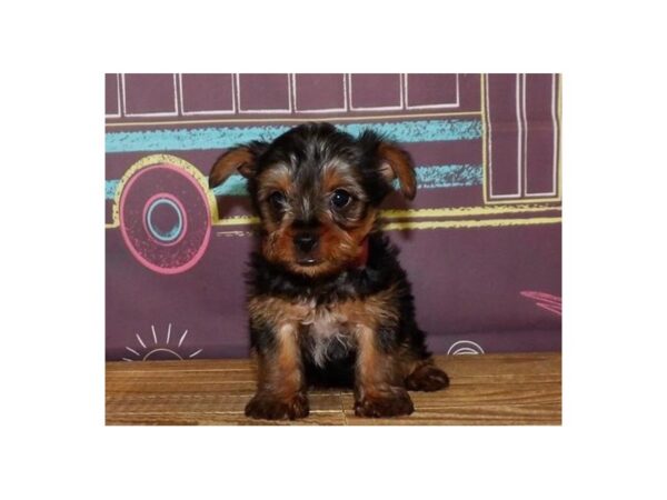 Yorkshire Terrier DOG Male Black / Tan 13027 Petland Batavia, Illinois