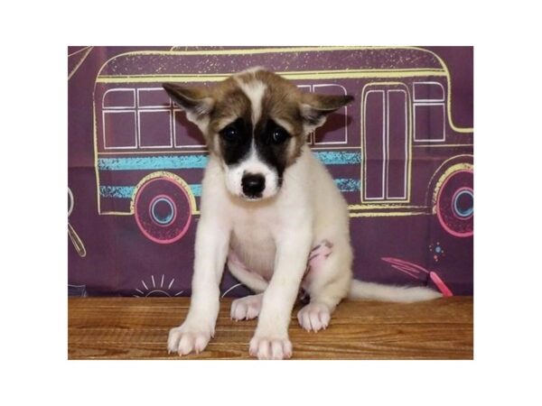 Akita-DOG-Female-White / Fawn-13025-Petland Batavia, Illinois