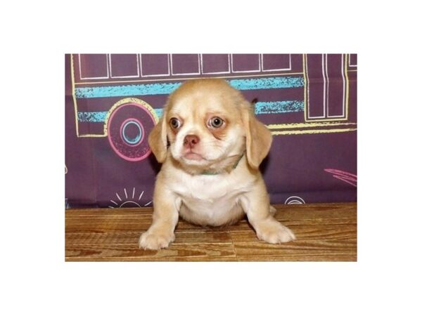 Peke a Bea-DOG-Male-Cream-13028-Petland Batavia, Illinois