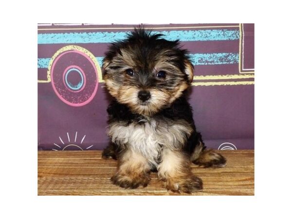 Yorkshire Terrier DOG Female Black / Tan 13026 Petland Batavia, Illinois