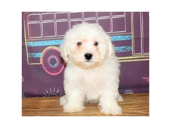 Teddy Bear-DOG-Female-Cream-13029-Petland Batavia, Illinois