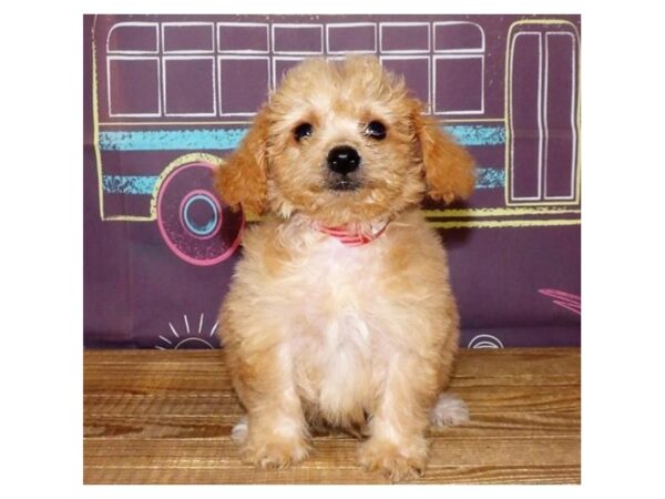 Poodle Mini-DOG-Male-Apricot-21217-Petland Batavia, Illinois
