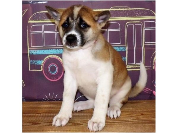 Akita DOG Female Fawn / White 21216 Petland Batavia, Illinois