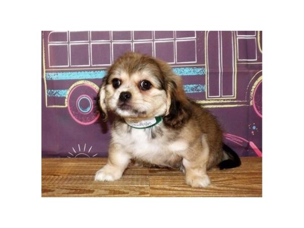 Peke a Bea-DOG-Female-Fawn Sable-21219-Petland Batavia, Illinois