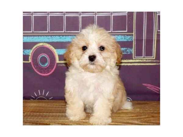 Teddy Bear-DOG-Female-Cream-21220-Petland Batavia, Illinois