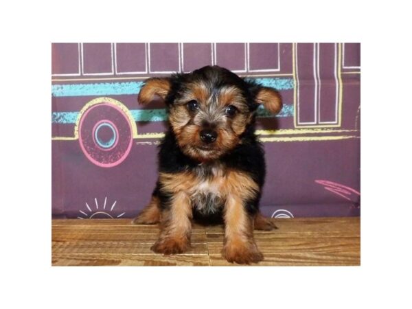 Yorkshire Terrier DOG Female Black / Tan 20968 Petland Batavia, Illinois