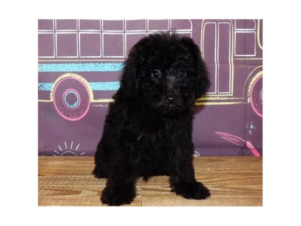 Poodle Mini-DOG-Male-Black-20967-Petland Batavia, Illinois