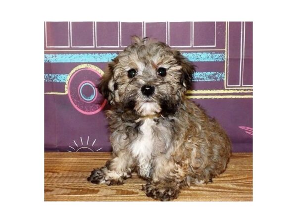 Teddy Bear DOG Male Sable 20969 Petland Batavia, Illinois