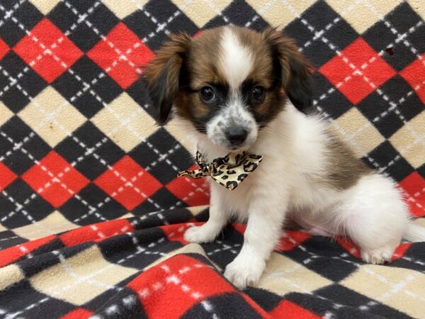 Papillon DOG Male Sable / White 13031 Petland Batavia, Illinois