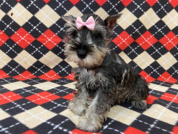 Miniature Schnauzer-DOG-Female-Salt / Pepper-13030-Petland Batavia, Illinois