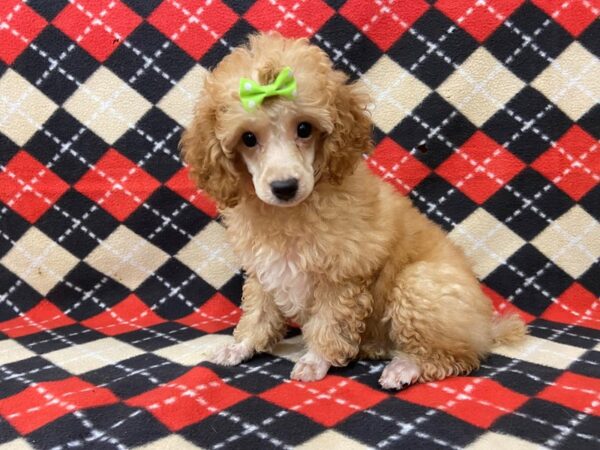 Poodle Mini-DOG-Female-Apricot-13032-Petland Batavia, Illinois
