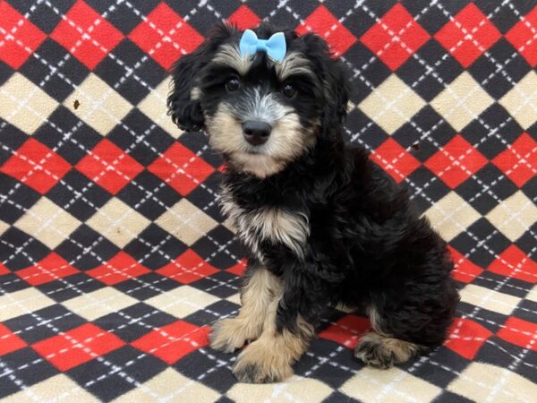 Aussiedoodle Mini DOG Female Black Tan / White 13033 Petland Batavia, Illinois