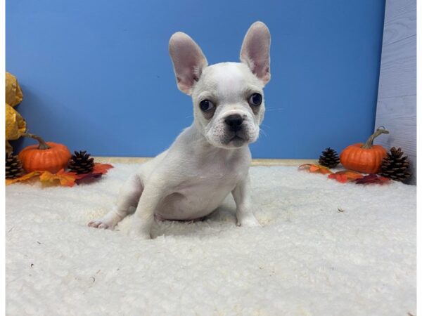 French Bulldog DOG Male Cream 20934 Petland Batavia, Illinois