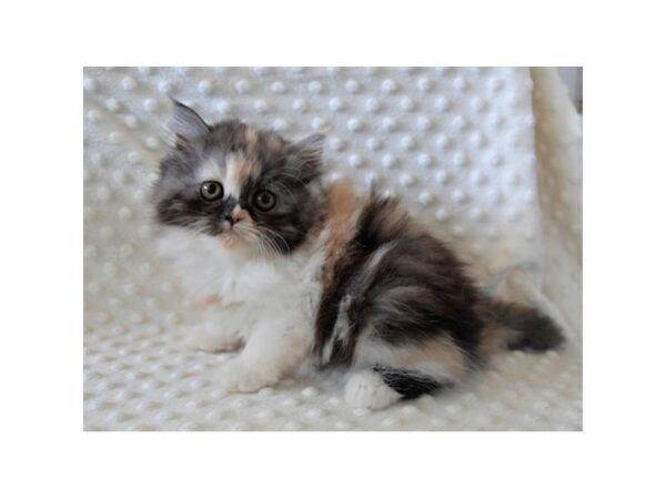 Exotic Short Hair-CAT-Female-Dilute Calico-21231-Petland Batavia, Illinois