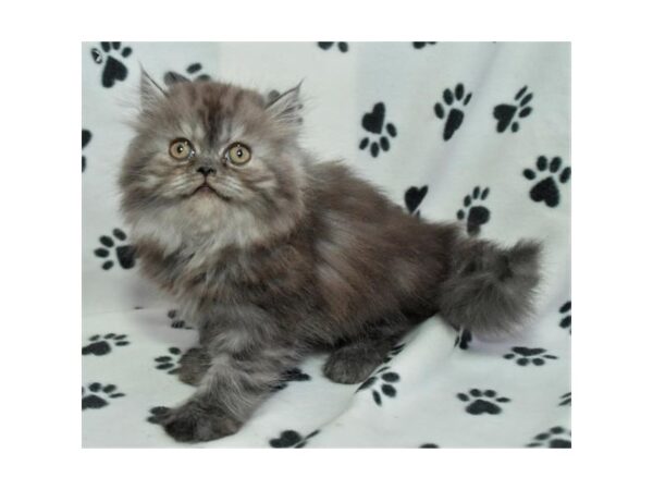 Exotic Short Hair-CAT-Male-Black Smoke-21232-Petland Batavia, Illinois