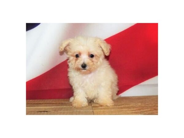 Maltipoo DOG Male Cream 20985 Petland Batavia, Illinois