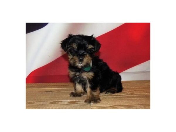 Morkie-DOG-Female-Black / Tan-20984-Petland Batavia, Illinois