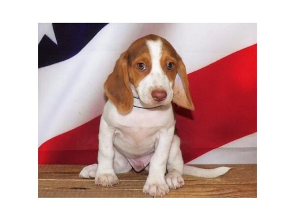 Beagle DOG Male Chocolate White Tan 20981 Petland Batavia, Illinois