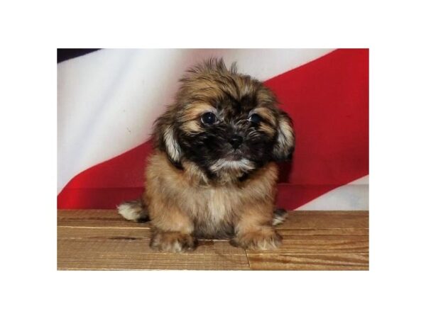 Shih Tzu DOG Female Gold, Black Mask 20983 Petland Batavia, Illinois