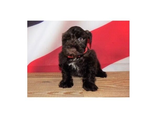 Miniature Schnauzer DOG Male Chocolate, White Markings 20982 Petland Batavia, Illinois