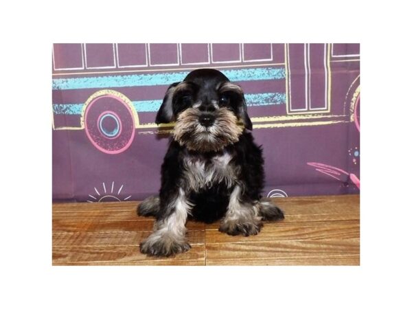 Miniature Schnauzer-DOG-Male-Black / Silver-21229-Petland Batavia, Illinois