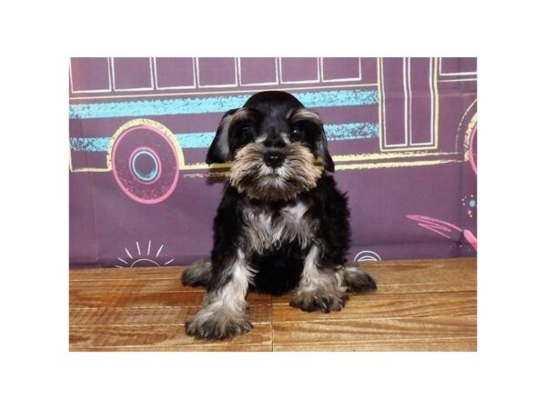 Miniature Schnauzer DOG Male Black / Silver 21229 Petland Batavia, Illinois