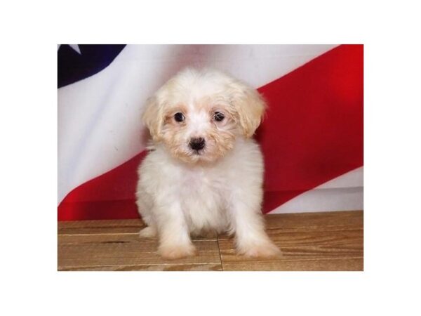 Maltipoo DOG Male Cream 21230 Petland Batavia, Illinois