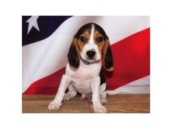 Beagle DOG Male Black 21227 Petland Batavia, Illinois