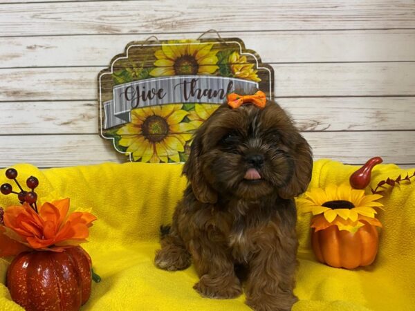 Cava Tzu-DOG-Male-Sable-21226-Petland Batavia, Illinois