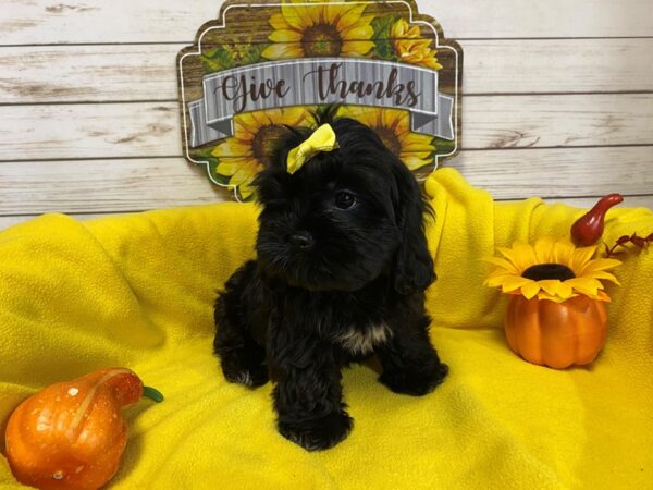 Cava Tzu DOG Male Black 21225 Petland Batavia, Illinois