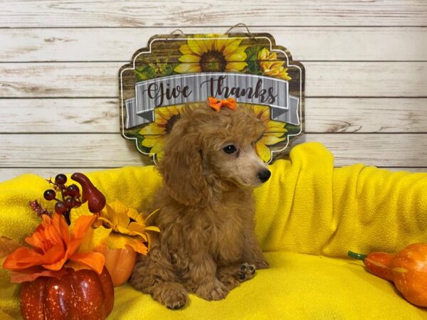 Poodle Toy DOG Male Red 21224 Petland Batavia, Illinois