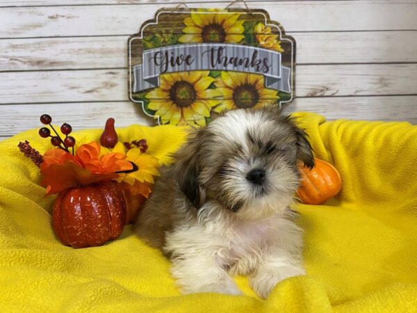 Shih Tzu-DOG-Male-Sable and White-21223-Petland Batavia, Illinois