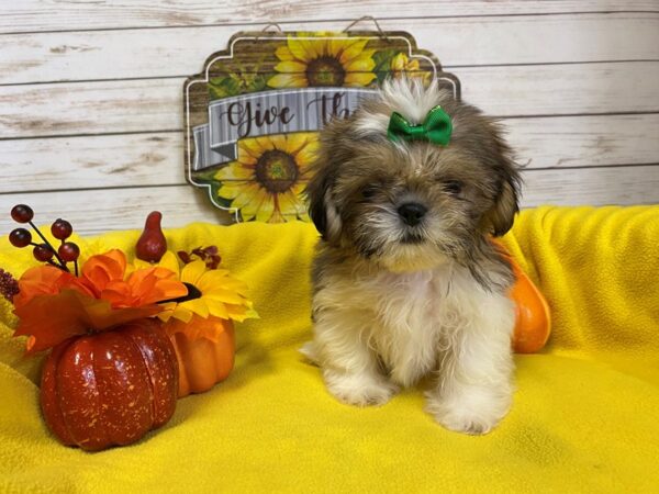 Shih Tzu-DOG-Male-Gold and White-21222-Petland Batavia, Illinois