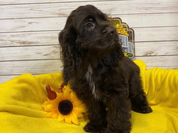 Cocker Spaniel DOG Female Chocolate 21221 Petland Batavia, Illinois