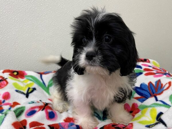 Cava Tzu-DOG-Male-Black and White-13040-Petland Batavia, Illinois