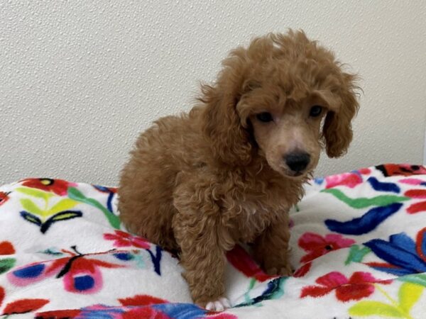 Poodle Toy DOG Male Red 13039 Petland Batavia, Illinois