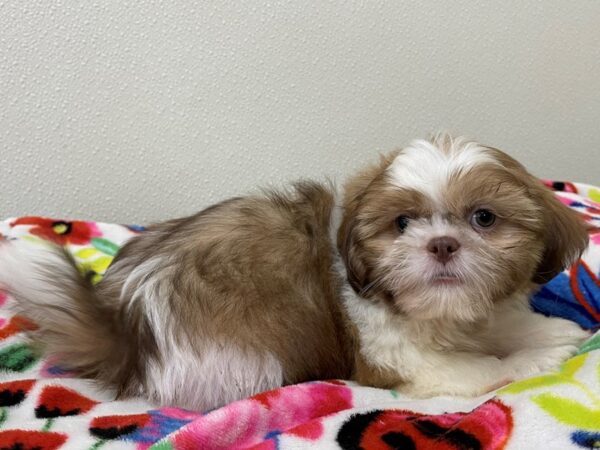 Shih Tzu DOG Male Gold and White 13038 Petland Batavia, Illinois