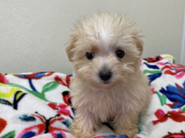 Maltipoo DOG Female Cream 13037 Petland Batavia, Illinois