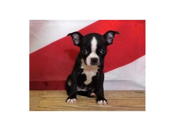 Boston Terrier DOG Female Black Brindle / White 13034 Petland Batavia, Illinois